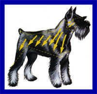a well breed Standard Schnauzer dog